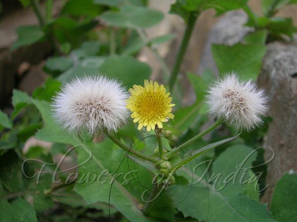 Sow Thistle
